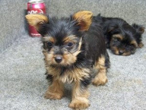 Adorable Teacup Yorkie puppies ready for adoption