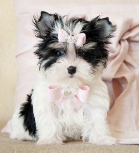 NICE LOOKING BIEWER MORKIE PUPPIES READY FOR ADOPTION