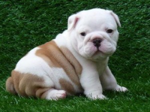 Male and Female English Bulldog Puppies