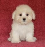 charming lovely Maltese puppies available for new family home