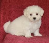 charming lovely Maltese puppies available for new family home