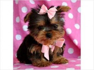 EXCELENT TEACUP YORKIE PUPPIES FOR ADOPTION