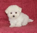 *Maltese T-Cup*Shots And Deworming;Pedigree;Microchip;Males &amp; ...
