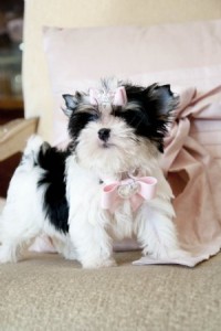 NICE LOOKING BIEWER MORKIE PUPPIES FOR ADO
