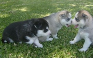 Quality AKC registered Siberian Husky puppies for new homes. Male and Female , sweet faces with what colors. They have been rais