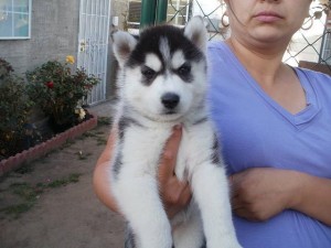 Quality AKC registered Pomeranian puppies Quality AKC registered Siberian Husky puppies. Male and Female , sweet faces with what