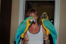 Male and Female Blue and Gold Macaw Parrots for adoption