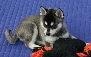Adorable Husky puppies looking for any caring and loving family