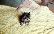 Adorable Charming Yorkie puppy for sale