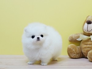 Adorable Pomeranian puppy for sale
