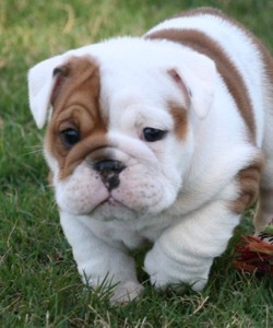 AKC English bulldog for sale