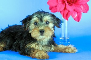 Teacup and Regular-Sized Yorkshire Terriers