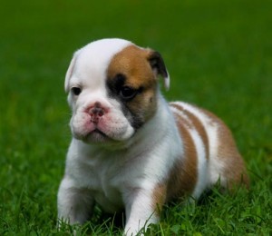 2 English bulldog puppies for adoption