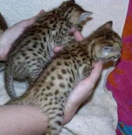 Healthy Bengal Kittens For Adoptions