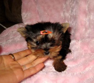 Lovely Male And Female Teacup Yorkie Puppies For Adoption