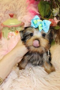 These are AKC registered Yorkie puppies for aoption