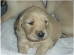 golden retriever pup