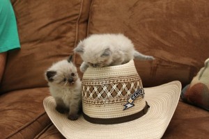 LOVELY PERSIAN KITTENS FOR ADOPTION.