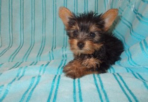 &gt;&gt;&gt;Cute Yorkie Puppies for adoption Now