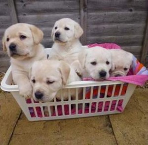 Labrador puppies