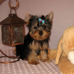 Two Gorgeous Baby Face Teacup Yorkshire terrier puppies available for a new home