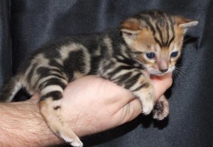 Awesome Bengal kittens for sale.