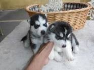 Affectionate husky  puppies  for adoption
