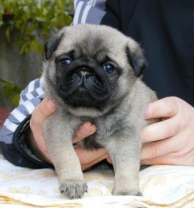 AWESOME MALE AND FEMALE PUG PUPPIES FOR ADOPTION
