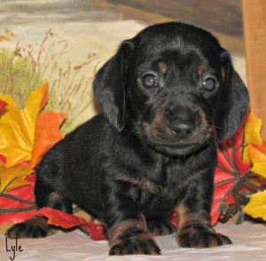 Mini Dachshund Puppies