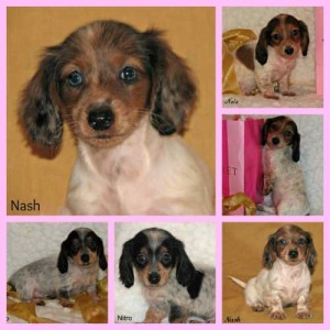 Mini Dachshund Puppies Niblets
