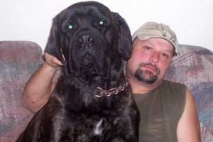AKC English Mastiff Puppies Full breed