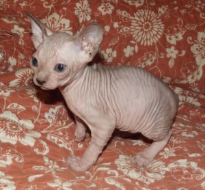 Registered Sphynx Kittens Available For Sale