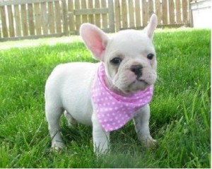 Male &amp; Female French Bulldog Puppies