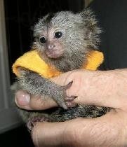 Baby marmoset monkeys ready to go asap.