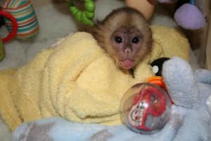 Female capuchin baby monkeys raised in our home for adoption