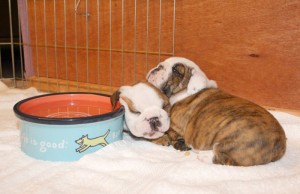 Akc Reg. English Bulldog Puppies Available...