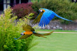 Two beautiful Talking Blue and Gold Macaw Parrots for free adoption