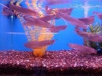 FRESH AND QUALITY SUPER AROWANA FISHES AND MANY OTHER FISHES AVAILABLE