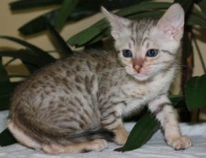 Wonderul Savannah kittens for sale