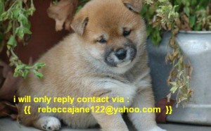 Gorgeous Male and Female blue eyed Shiba Inu Puppies