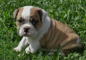 adorable english bulldog for sale