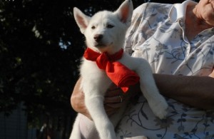 male And female siberian Husky puppies need a home !
