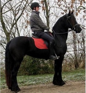 Charming and yielding Frisian Horse for adoption for a good loving and caring homes.