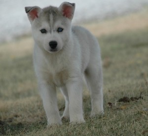 Adorable siberian husky puppies need some loving homes