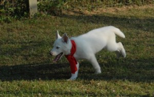 AKC registered siberian Husky dogs