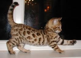 Bengal kittens for adoption.