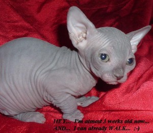 Sphynx kittens for adoption...