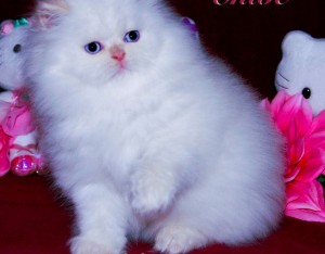Persian kittens for adoption...