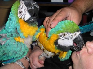 Congo African Grey Parrot, hyacinth macaw parrots and blue and gold macaw parrots eggs with equivocator