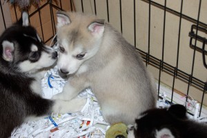 world most adorably Siberian huskies puppies ready